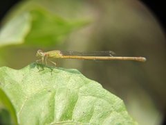 Ceriagrion coromandelianum