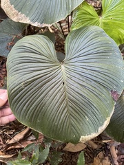 Philodendron grandipes