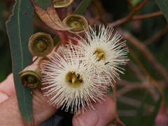 Eucalyptus longifolia