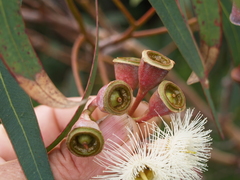 Eucalyptus longifolia