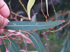 Eucalyptus longifolia