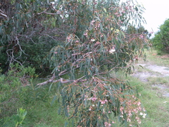 Eucalyptus longifolia