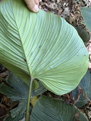 Philodendron grandipes