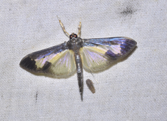 Mesocondyla tarsibarbalis