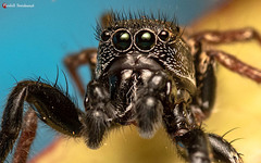 Heliophanus transvaalicus