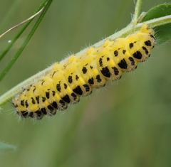 Zygaena filipendulae
