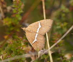 Chrysolarentia leucozona