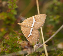 Chrysolarentia leucozona
