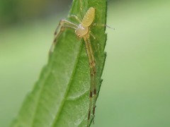 Misumessus oblongus
