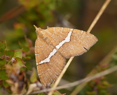 Chrysolarentia leucozona