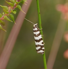 Paracochylis amoenana