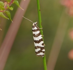 Paracochylis amoenana