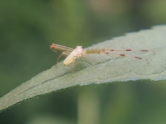 Misumessus oblongus