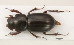 Stenotothorax oriens