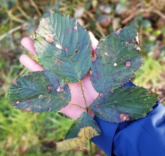 Rubus winteri