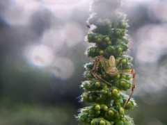 Misumessus oblongus