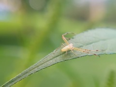 Misumessus oblongus
