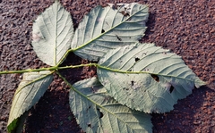 Rubus winteri