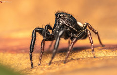 Heliophanus transvaalicus