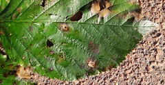 Rubus winteri
