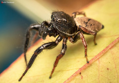 Heliophanus transvaalicus