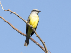 Tyrannus melancholicus