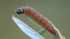 Filatima incomptella