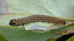 Filatima incomptella