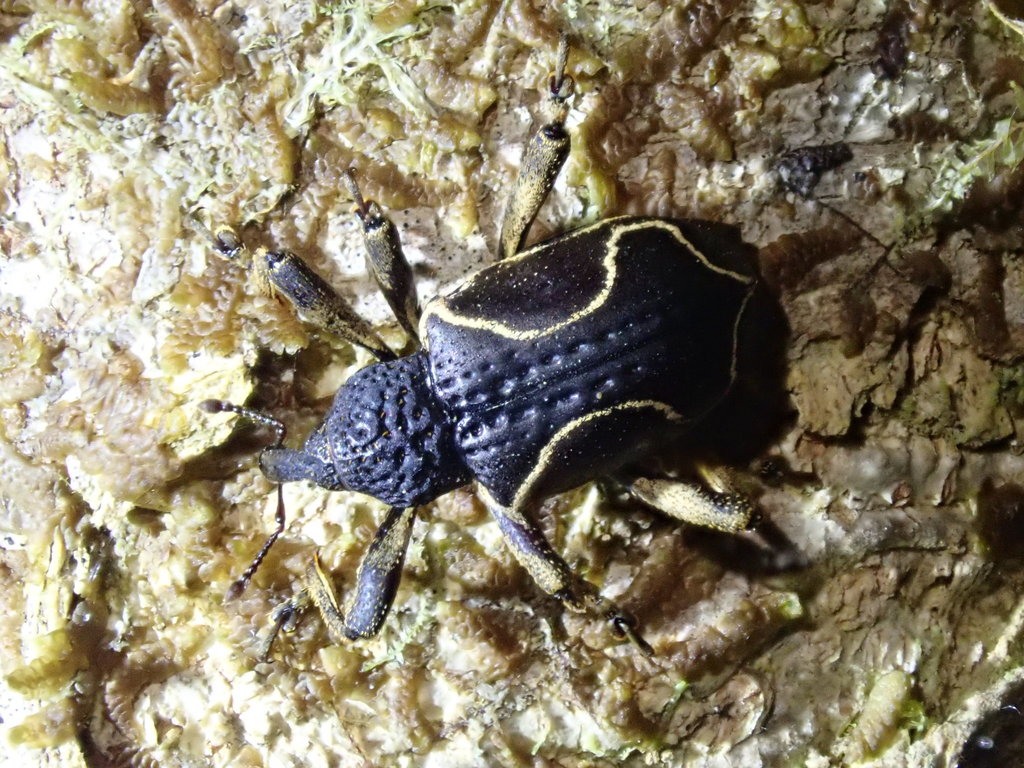 Elytrocoptus prolifer