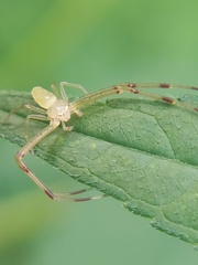 Misumessus oblongus