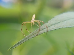Misumessus oblongus