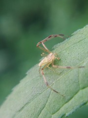 Misumessus oblongus