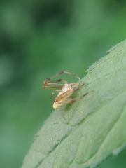 Misumessus oblongus