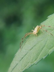 Misumessus oblongus