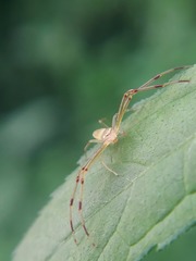 Misumessus oblongus