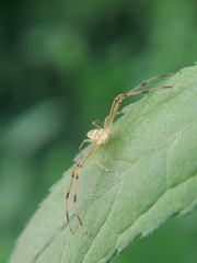 Misumessus oblongus