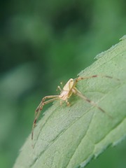 Misumessus oblongus