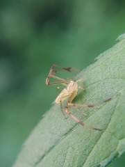 Misumessus oblongus