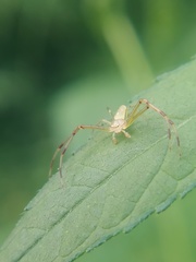 Misumessus oblongus