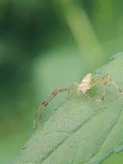 Misumessus oblongus