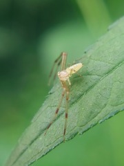 Misumessus oblongus