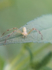 Misumessus oblongus