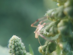 Misumessus oblongus