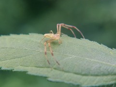 Misumessus oblongus