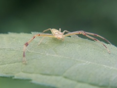 Misumessus oblongus