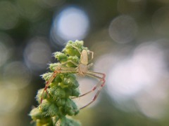 Misumessus oblongus