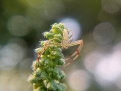 Misumessus oblongus