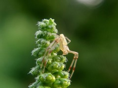 Misumessus oblongus