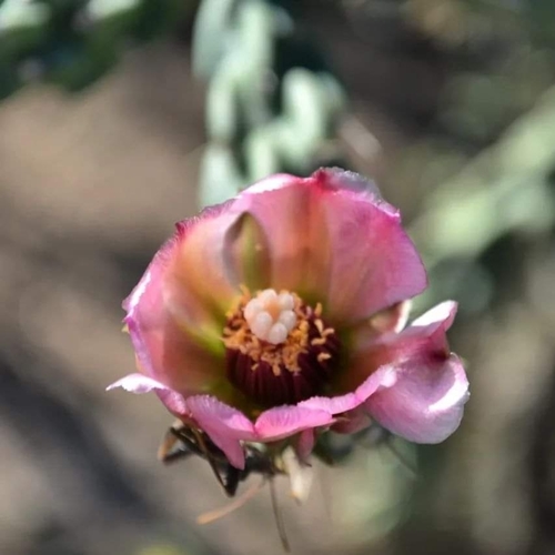 Cylindropuntia imbricata