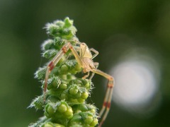 Misumessus oblongus